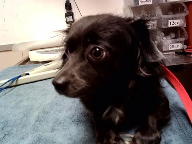 An adult small-sized female Chihuahua dog named Fern for adoption in Martinez, CA