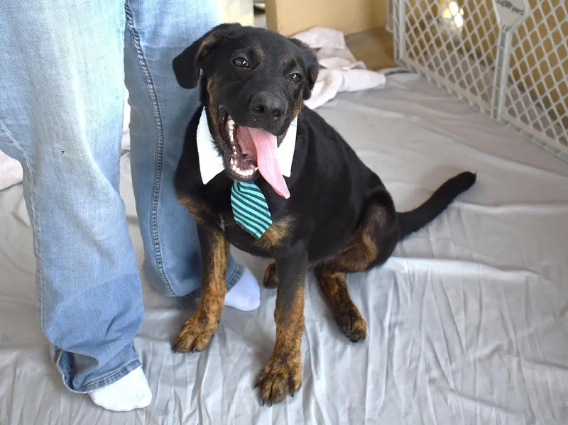A baby large-sized male Labrador Retriever dog named Toe Bean Menace for adoption in McKinney, TX