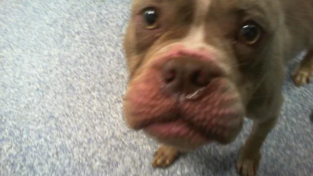 An adult medium-sized female Pit Bull Terrier dog named A for adoption in Charlotte, NC