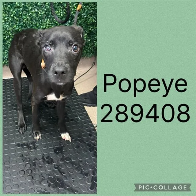 A baby small-sized male Mixed Breed dog named Popeye for adoption in Macon, GA