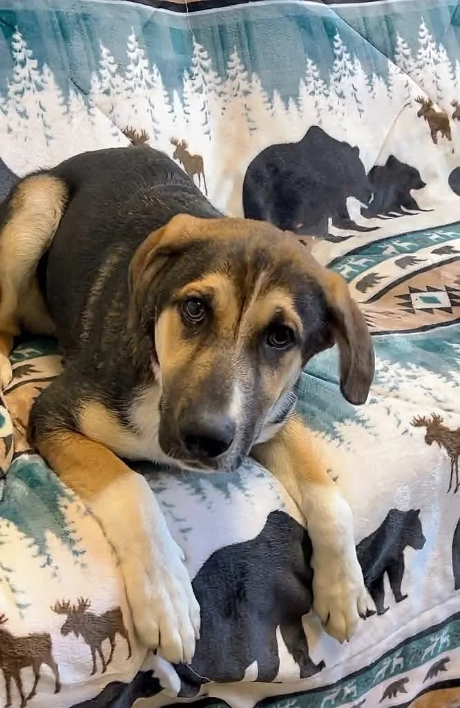 A baby medium-sized male Brown / Chocolate German Shepherd Dog dog named King for adoption in Manhasset, NY