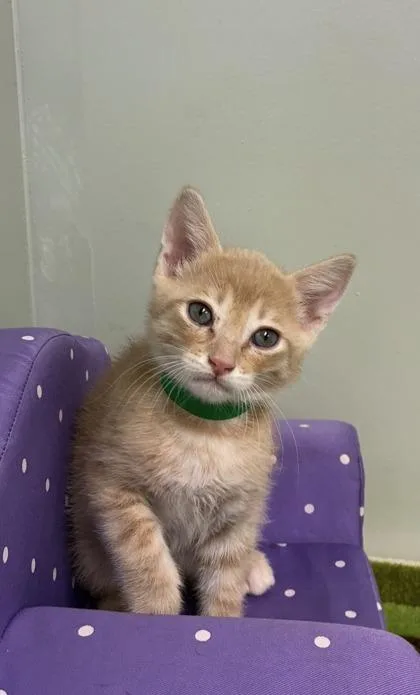 A baby medium-sized male Domestic Short Hair cat named Samoa for adoption in Picayune, MS