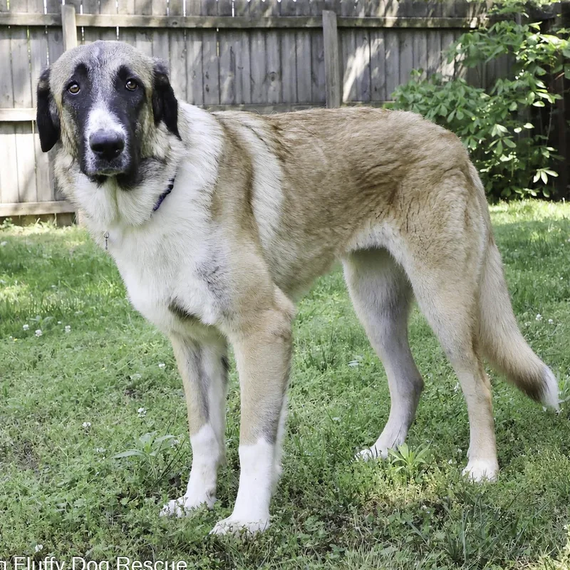 A young large-sized female Tricolor (Brown, Black, & White) Anatolian Shepherd dog named Ren for adoption in Nashville, TN