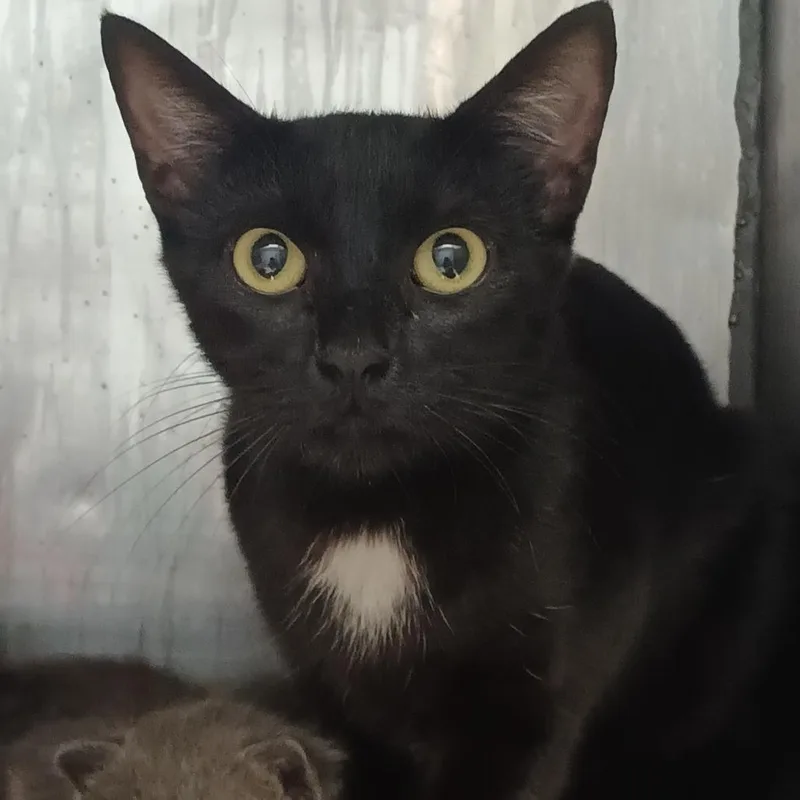 A young small-sized female Domestic Short Hair cat named Madison for adoption in Valley, AL