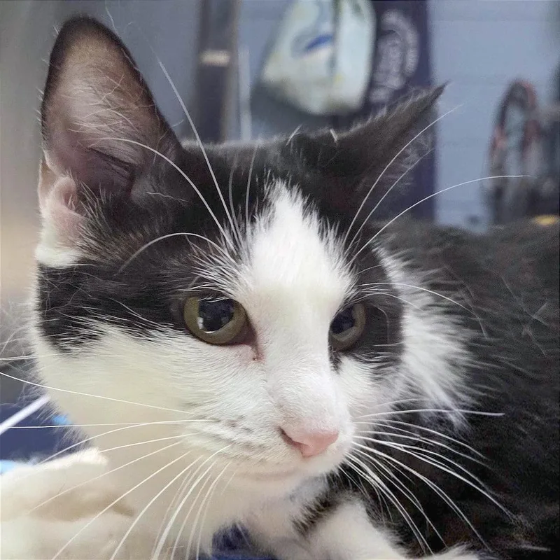 An adult medium-sized female Black Domestic Short Hair cat named Nana for adoption in Providence, RI