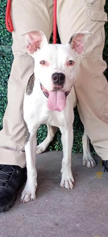 A baby large-sized female American Bulldog dog named Spumoni for adoption in El Paso, TX