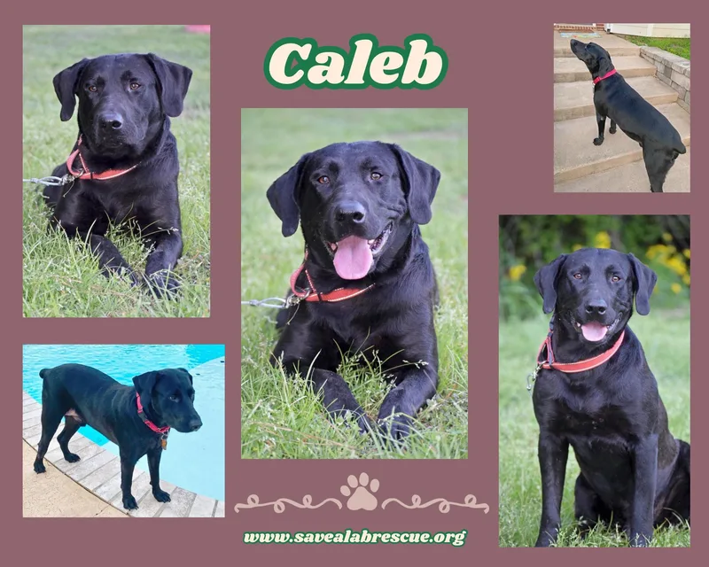 Caleb