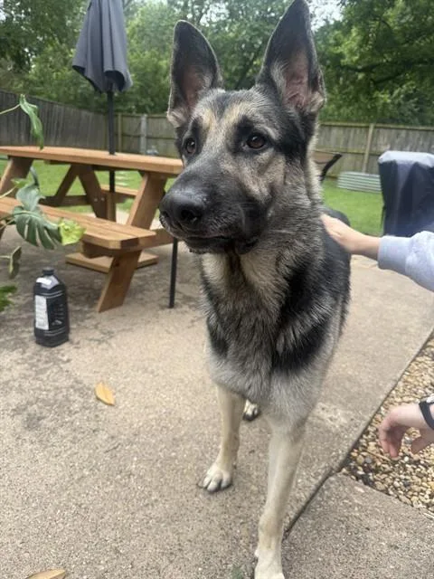 An adult extra large-sized male Mixed Breed dog named Ryker for adoption in Dallas, TX