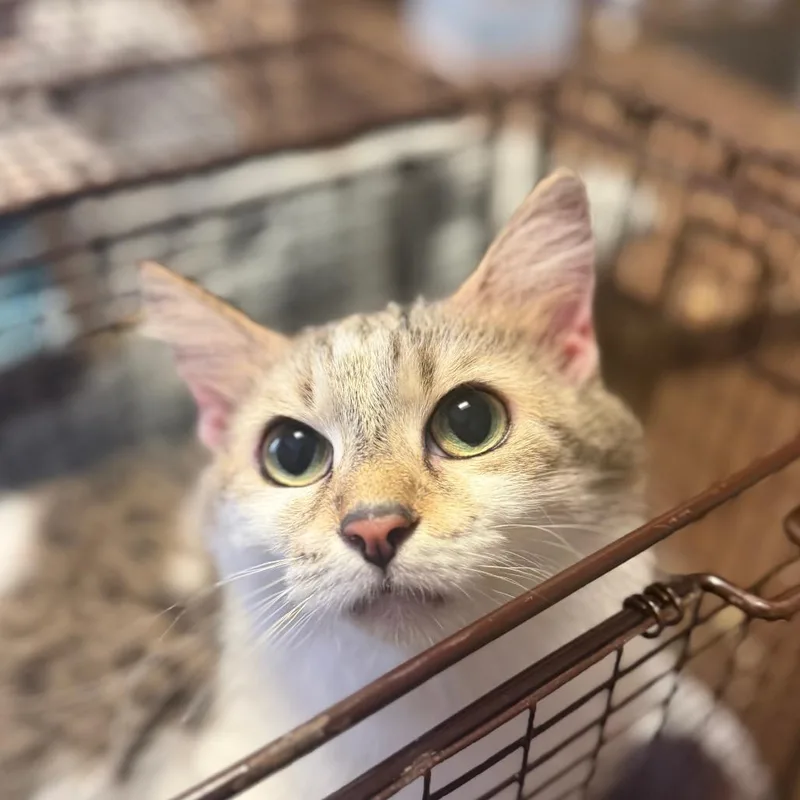 An adult medium-sized female White Domestic Medium Hair cat named Trouble for adoption in Chicago, IL