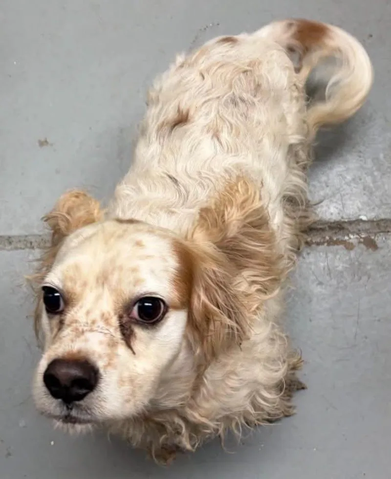 A young small-sized male Cocker Spaniel dog named Fleece for adoption in Austin, TX