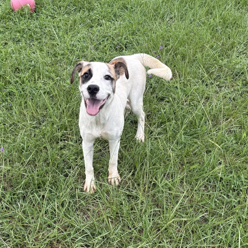 A baby medium-sized female White / Cream Bulldog dog named Wisteria for adoption in Valdosta, GA