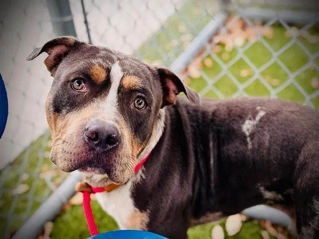 An adult large-sized male Pit Bull Terrier dog named Marshall for adoption in Orlando, FL