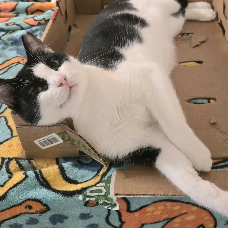 An adult large-sized male Black & White / Tuxedo Domestic Short Hair cat named Snoopy for adoption in Liverpool, TX