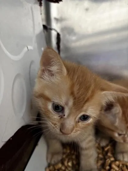 A baby small-sized female Orange / Red Domestic Short Hair cat named 61653373 for adoption in El Paso, TX