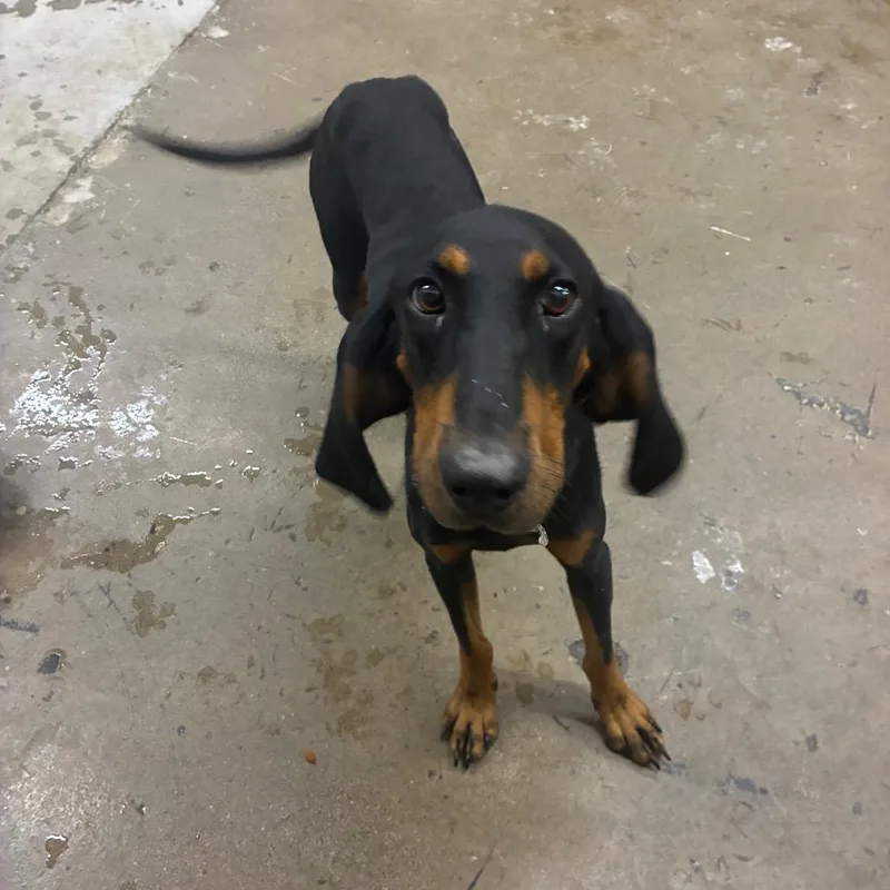 Lulu