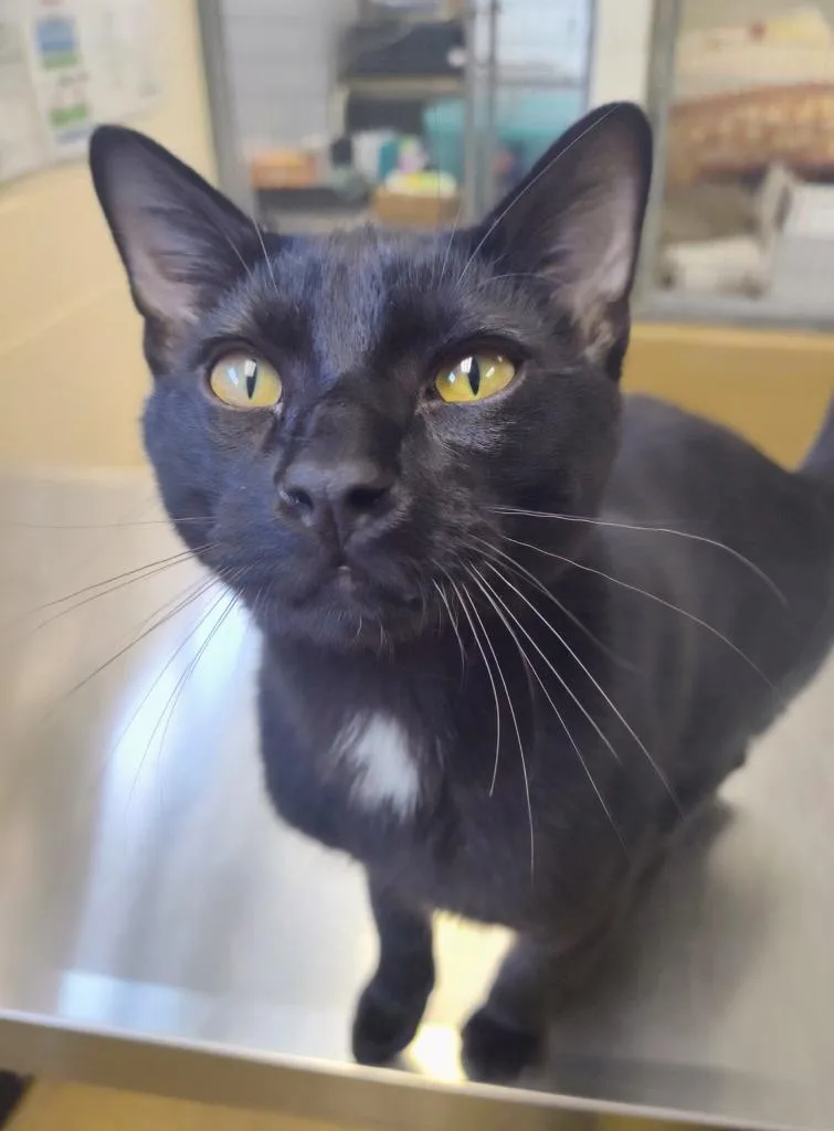 A young medium-sized male Domestic Short Hair cat named Recess for adoption in Grand Forks, ND