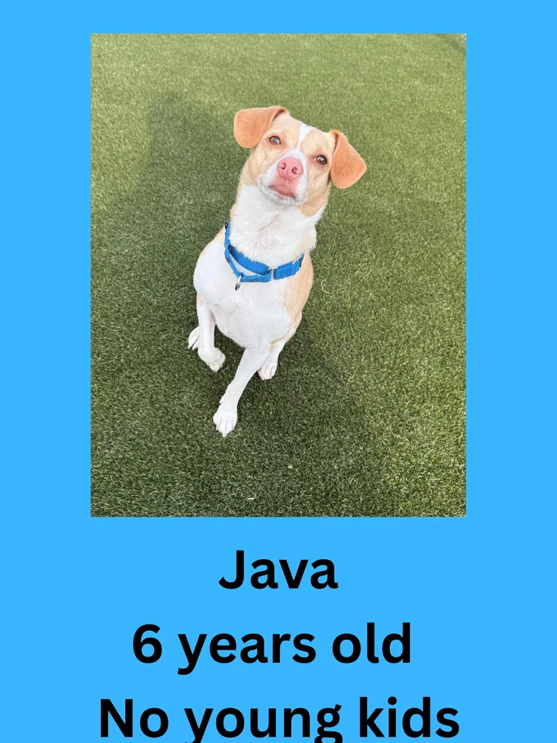 An adult small-sized male Yellow / Tan / Blond / Fawn Mixed Breed dog named Java for adoption in Ravenna, OH