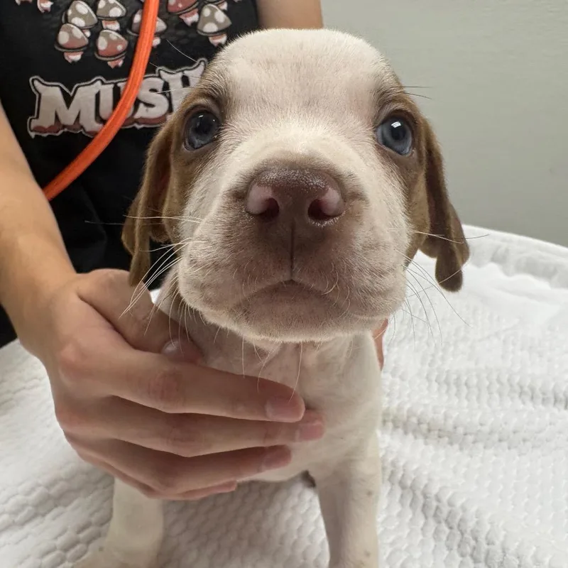 A baby small-sized male White / Cream Pit Bull Terrier dog named Atreyu for adoption in Albuquerque, NM