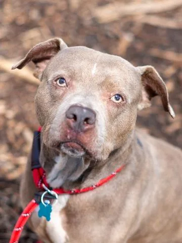An adult large-sized female Mixed Breed dog named Lady Gray for adoption in Chamblee, GA