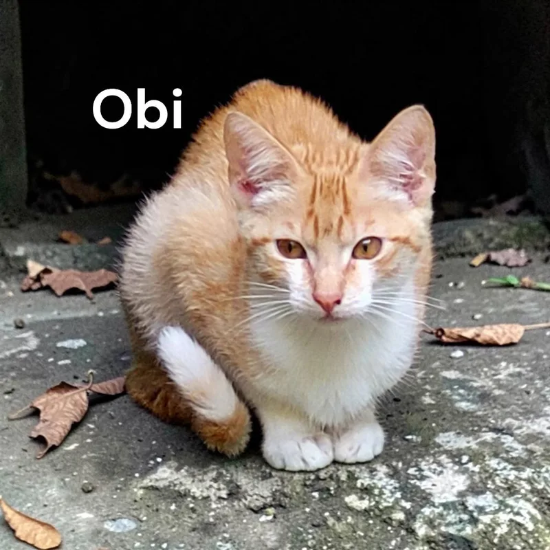 A baby medium-sized male Orange & White Domestic Short Hair cat named Obi for adoption in Weems, VA