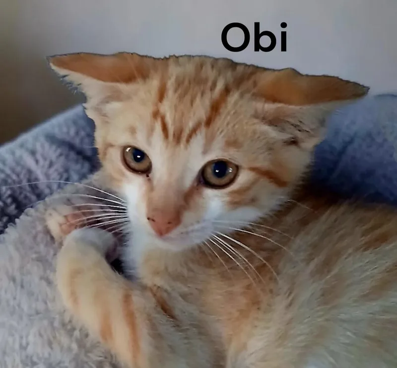 Obi thumbnail 2