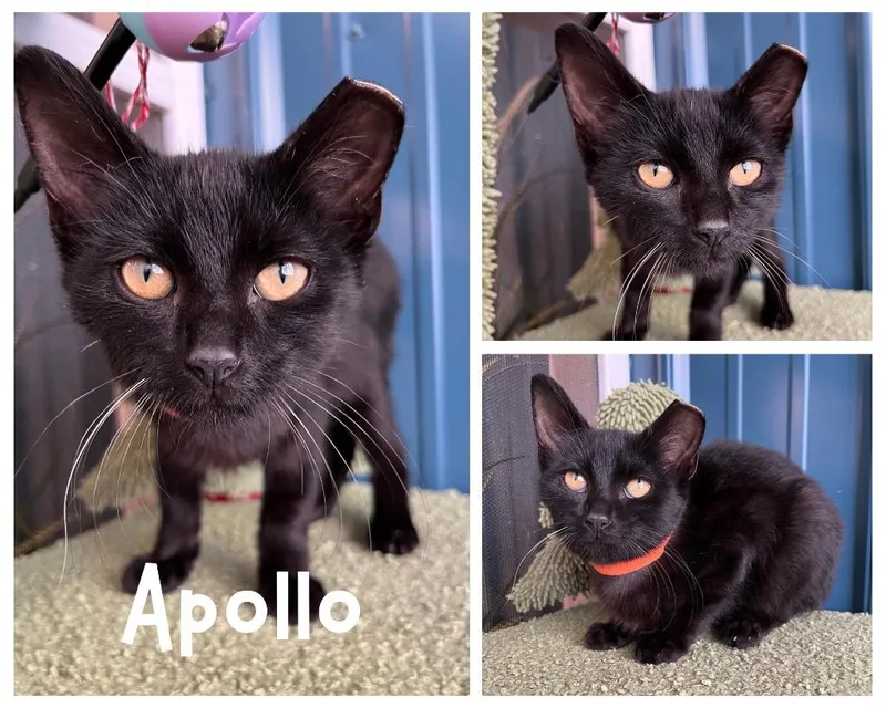 A baby medium-sized male Domestic Short Hair cat named Apollo for adoption in Pierceton, IN