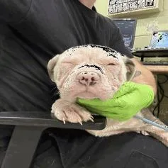 A baby medium-sized male White / Cream Pit Bull Terrier dog named Archie for adoption in Indianapolis, IN