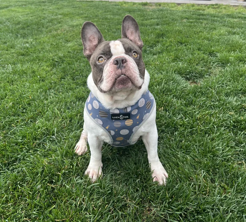 An adult small-sized male French Bulldog dog named Blu for adoption in Georgetown , CA