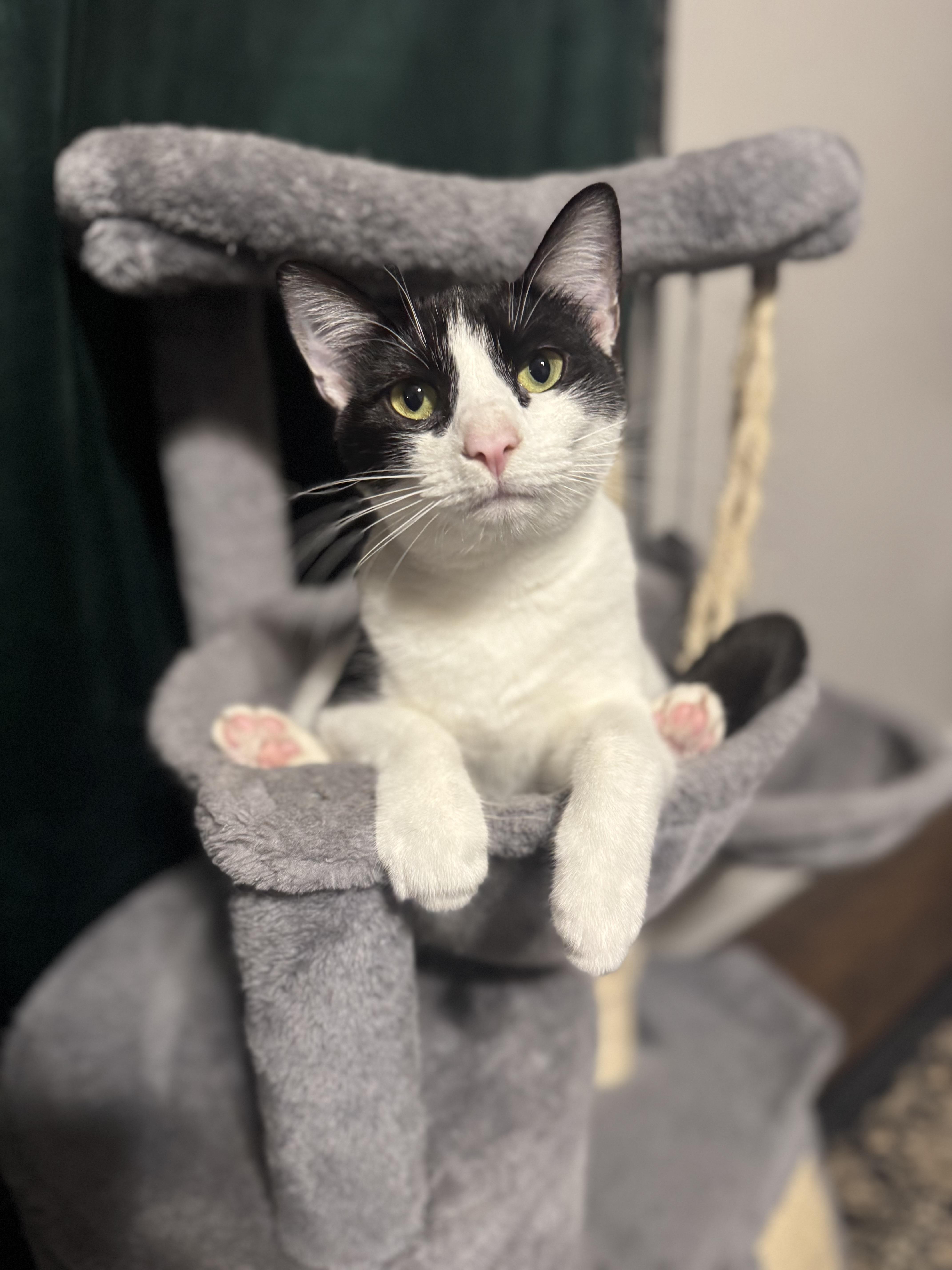 A young medium-sized female Black & White / Tuxedo Domestic Short Hair cat named Lotus Bonded With for adoption in Hillsboro, OR