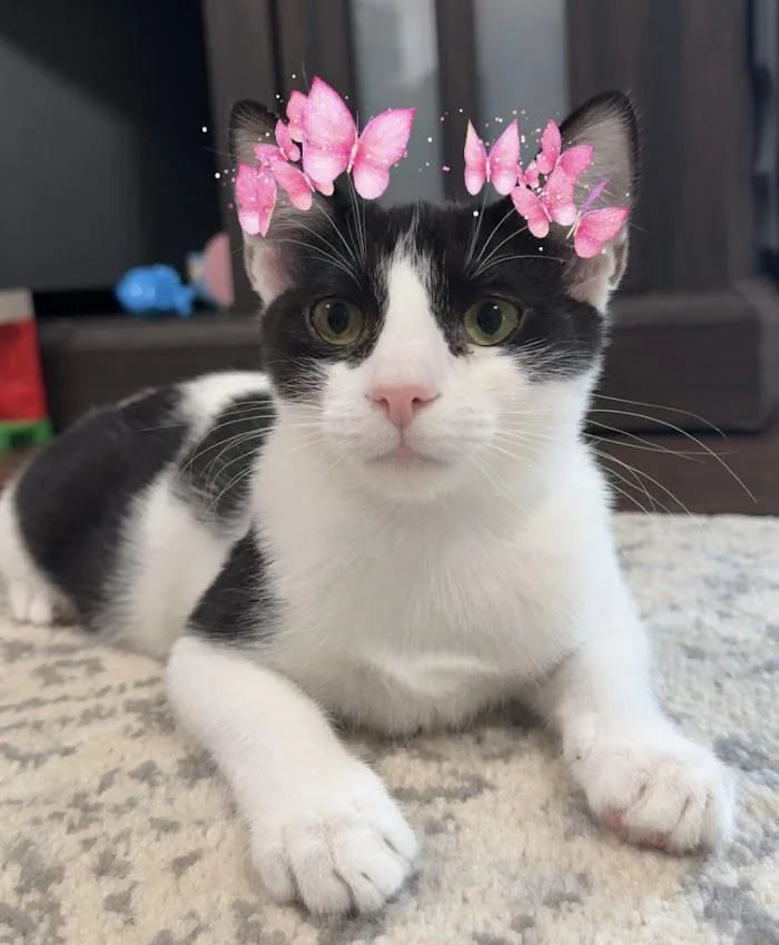 Lotus  Bonded With thumbnail 6