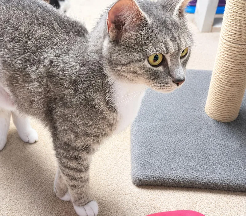 An adult medium-sized female Domestic Short Hair cat named Blueberry Willow Grove for adoption in Greenville, DE