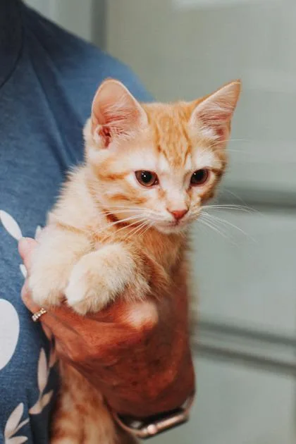 A young small-sized male Domestic Short Hair cat named a Ollie for adoption in North Charleston, SC