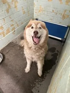 An adult large-sized female Alaskan Malamute dog named Ginger for adoption in Stockton, CA