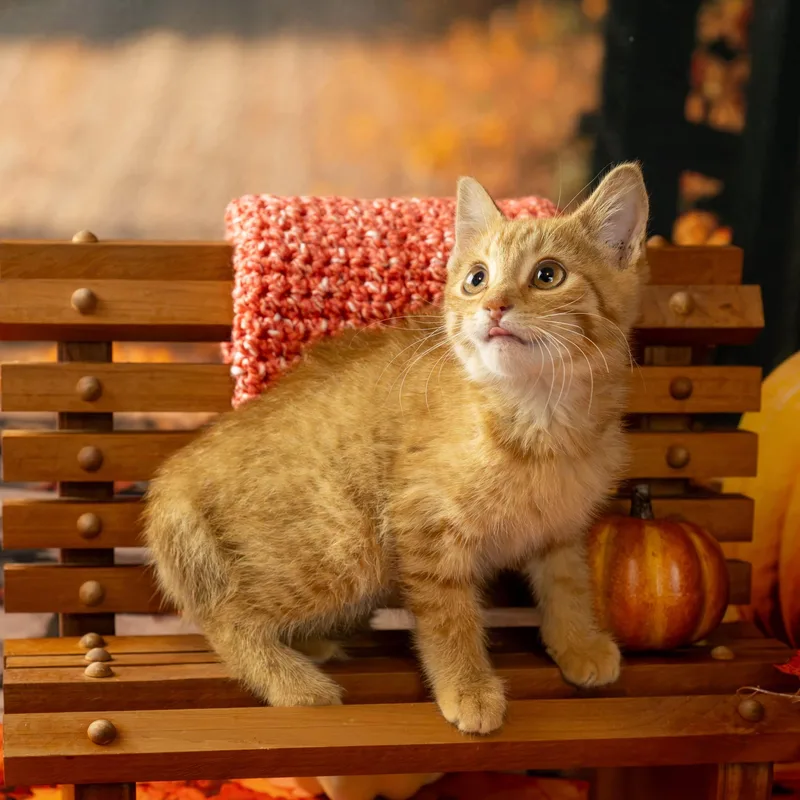 A baby small-sized female Tabby (Orange / Red) Domestic Short Hair cat named Addie for adoption in Lapeer, MI