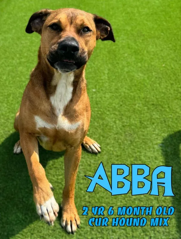 An adult large-sized female Hound dog named Daisy for adoption in Nicholasville, KY