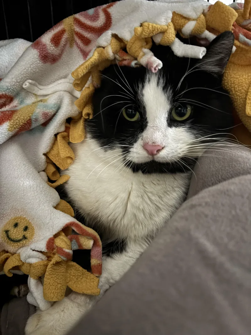Otis