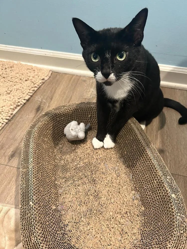 An adult medium-sized female Domestic Short Hair cat named Yue for adoption in Skippack, PA