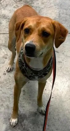 An adult medium-sized female Mixed Breed dog named Junie for adoption in Lampasas, TX