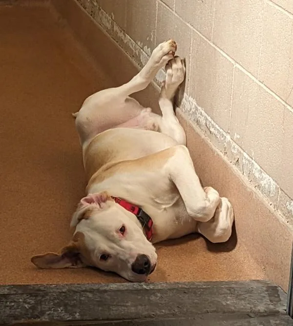 A young large-sized male Pit Bull Terrier dog named Chance for adoption in San Diego, CA