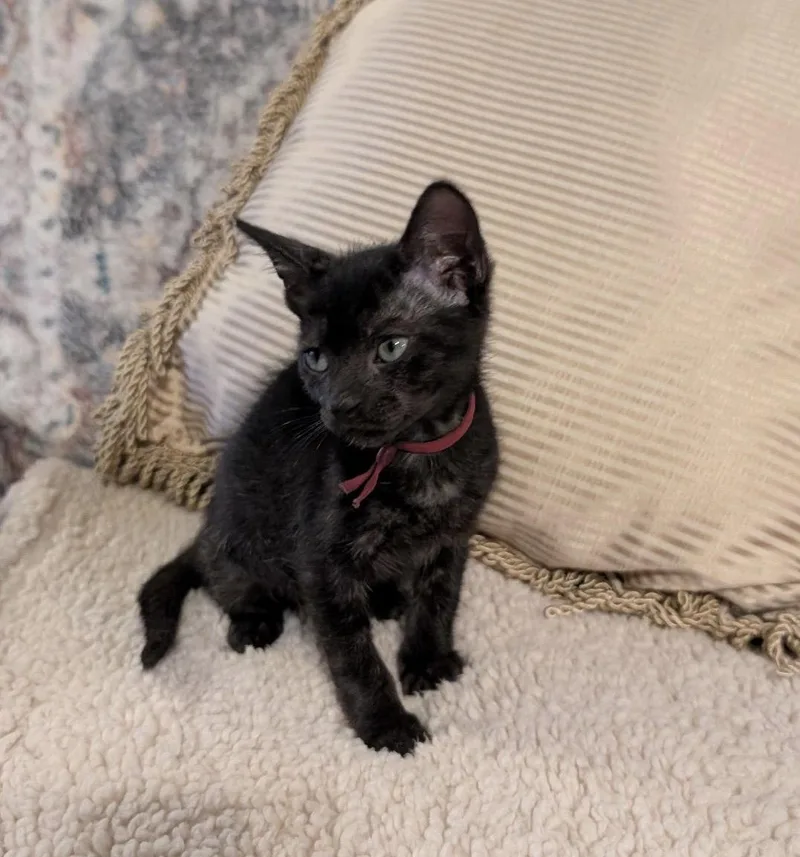 A baby medium-sized male Black Domestic Short Hair cat named Soverign for adoption in Oviedo, FL