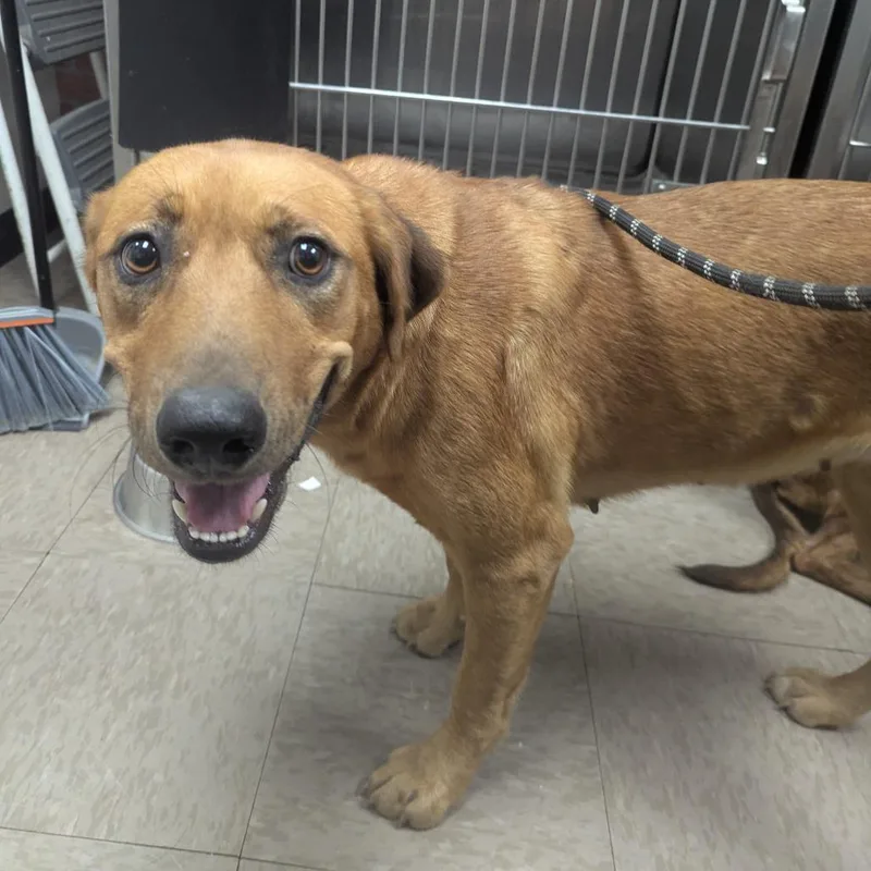 Clementine thumbnail 2