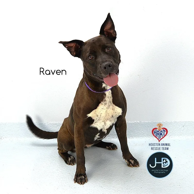 A young large-sized female Pit Bull Terrier dog named Raven for adoption in Hockley, TX