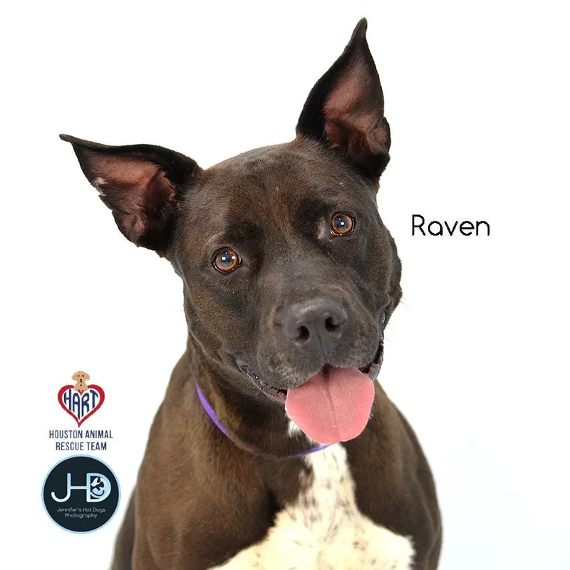 Raven thumbnail 2