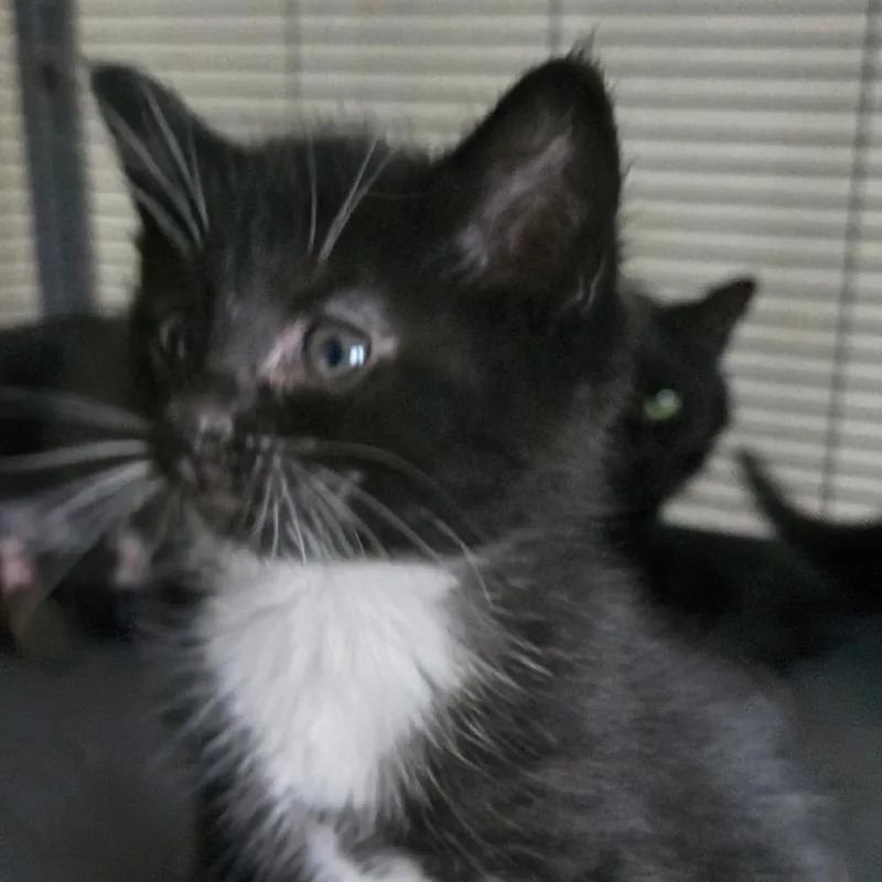Esmerelda thumbnail 3