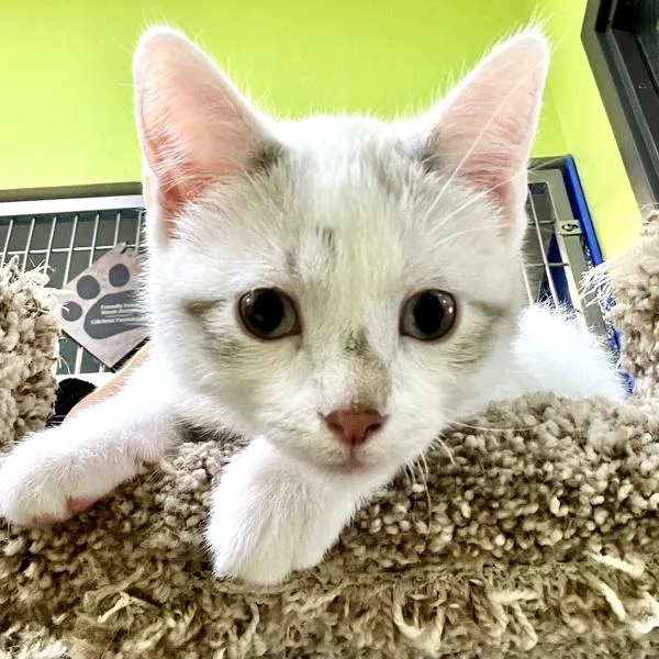 A baby small-sized male Domestic Short Hair cat named Oliver for adoption in Sioux City, IA