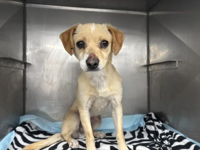 An adult small-sized female Chihuahua dog named Joy for adoption in San Bernardino, CA