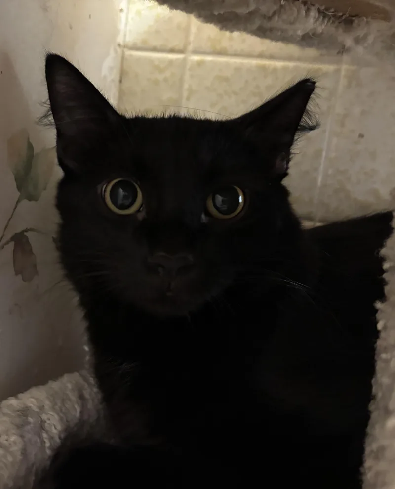 A young medium-sized male Black Domestic Long Hair cat named Smokey for adoption in Sierra Vista, AZ