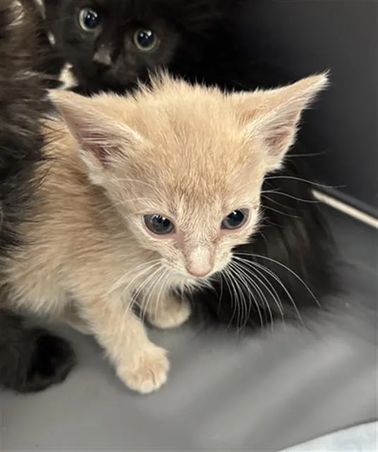 A baby medium-sized male Domestic Short Hair cat named Jack for adoption in Dallas, TX