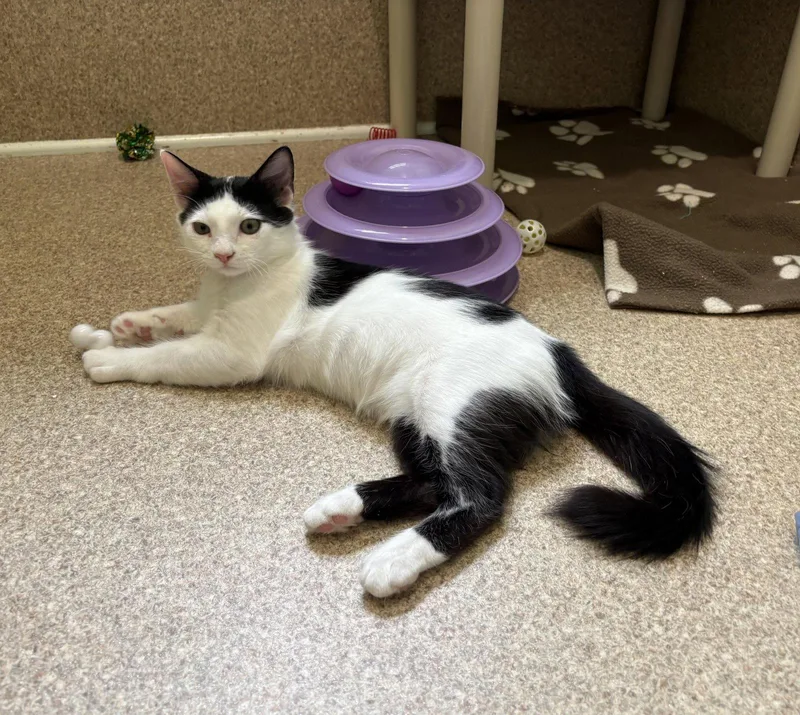A young medium-sized male Black & White / Tuxedo Domestic Short Hair cat named Oakley for adoption in Mc Cormick, SC