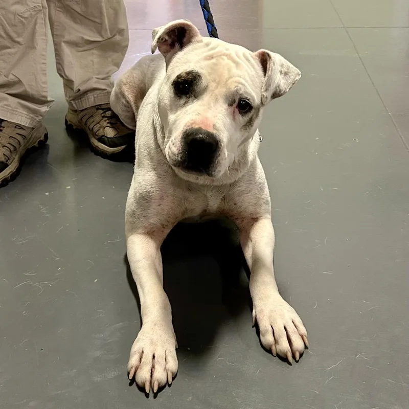 An adult medium-sized female White / Cream Pit Bull Terrier dog named Moon for adoption in Pineville, MO